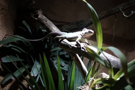 zoopark-zajezd-mala-rodinna-zoo-nedaleko-kladna